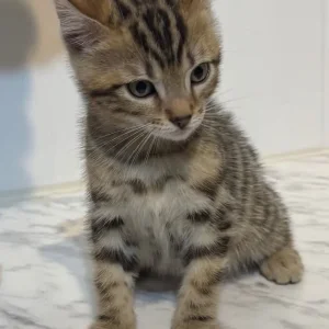 Bengal cross kittens - Image 5