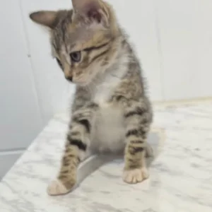 Bengal cross kittens - Image 6