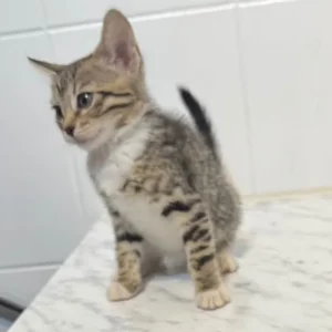 Bengal cross kittens - Image 7