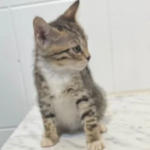 Bengal cross kittens - Image 8
