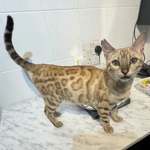 Bengal cross kittens
