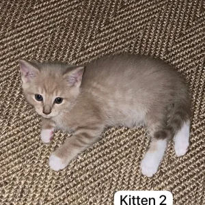 3 Kittens – Tabby and Calico Mix - Image 2