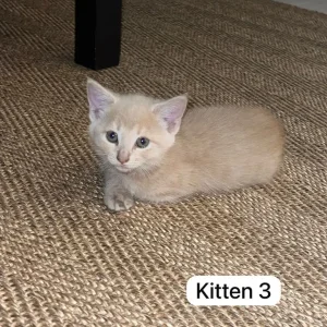 3 Kittens – Tabby and Calico Mix - Image 3