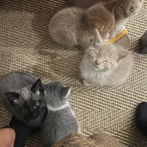 3 Kittens – Tabby and Calico Mix - Image 5