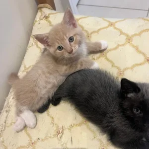3 Kittens – Tabby and Calico Mix - Image 6