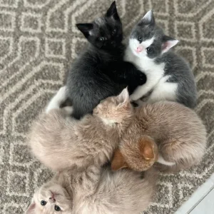 3 Kittens – Tabby and Calico Mix - Image 7