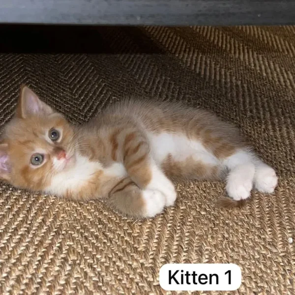 3 Kittens – Tabby and Calico Mix