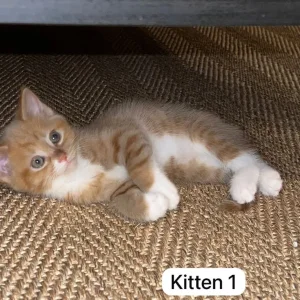 3 Kittens – Tabby and Calico Mix