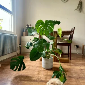 Monstera with a nice grey pot - Image 2