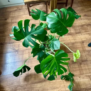 Monstera with a nice grey pot - Image 3