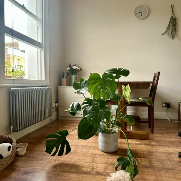 Monstera with a nice grey pot
