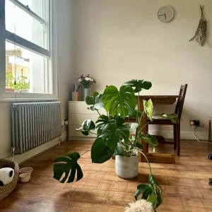 Monstera with a nice grey pot