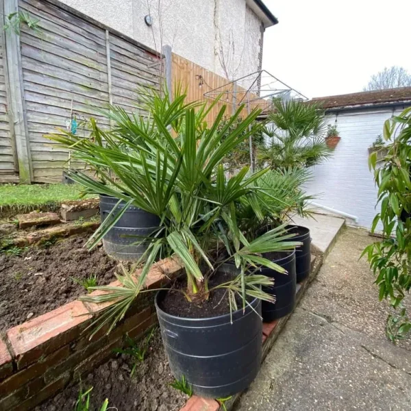 Gorgeous Trachycarpus Fortunei in large pots all potted up