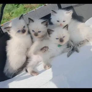Pure ragdoll kittens - Image 2