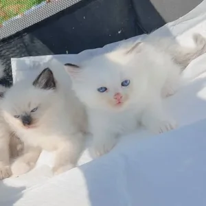 Pure ragdoll kittens - Image 3