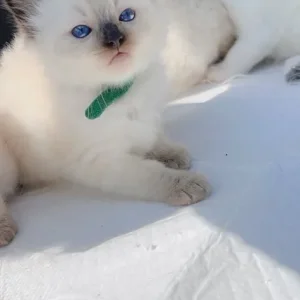 Pure ragdoll kittens - Image 4