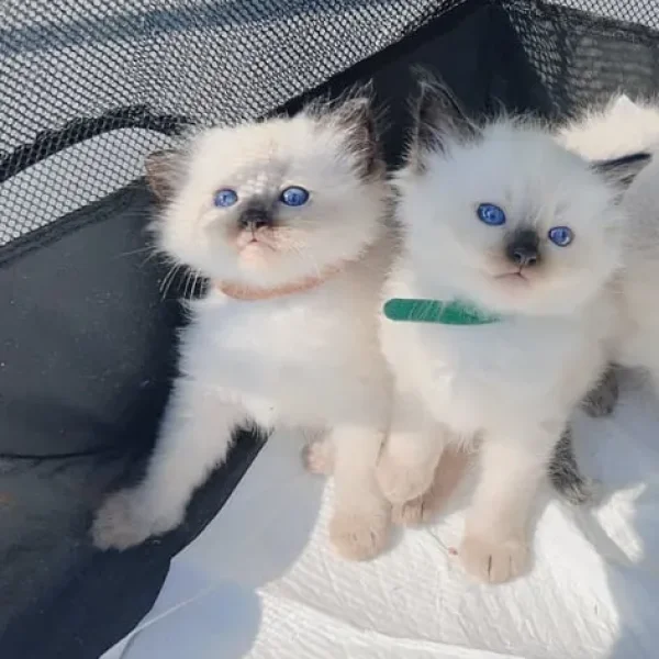 Pure ragdoll kittens