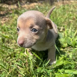 Stunning miniature Jack russells - Image 2