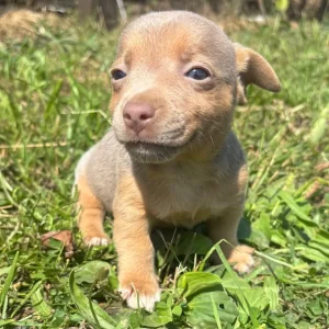 Stunning miniature Jack russells - Image 3