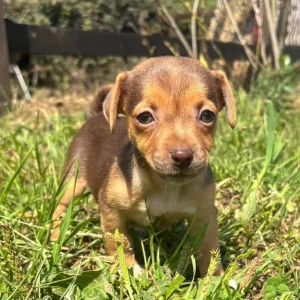 Stunning miniature Jack russells - Image 4