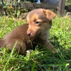 Stunning miniature Jack russells - Image 5