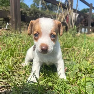 Stunning miniature Jack russells - Image 6