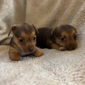 Stunning miniature Jack russells - Image 7