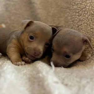 Stunning miniature Jack russells - Image 8