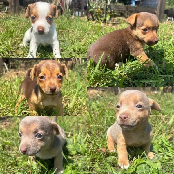 Stunning miniature Jack russells