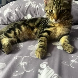 4 month cat for sale - Image 2