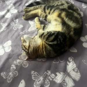 4 month cat for sale - Image 3