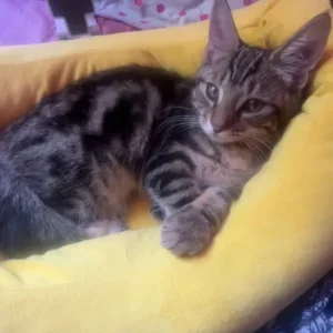 4 month cat for sale - Image 4