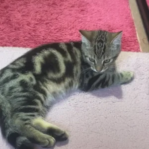 4 month cat for sale - Image 6