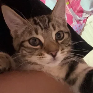 4 month cat for sale - Image 7