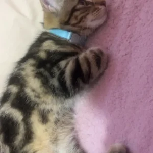 4 month cat for sale - Image 8