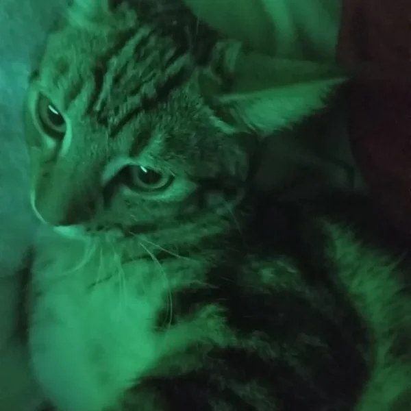 4 month cat for sale