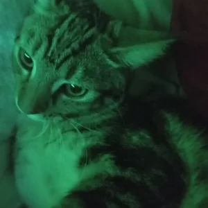 4 month cat for sale - Image 1