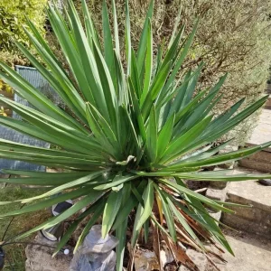 Evergreen plants Spanish Yucca and 2 ivy plants in pot - Image 2