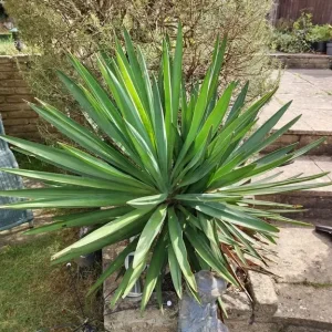 Evergreen plants Spanish Yucca and 2 ivy plants in pot - Image 3