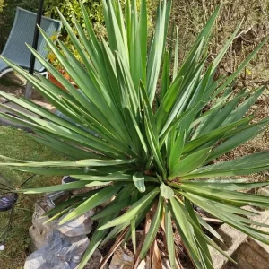 Evergreen plants Spanish Yucca and 2 ivy plants in pot - Image 4