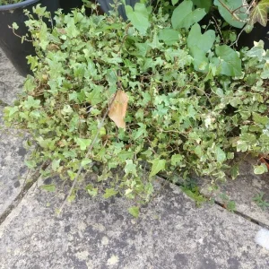 Evergreen plants Spanish Yucca and 2 ivy plants in pot - Image 5