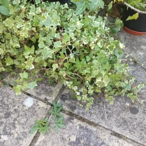 Evergreen plants Spanish Yucca and 2 ivy plants in pot - Image 6