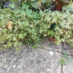 Evergreen plants Spanish Yucca and 2 ivy plants in pot - Image 7