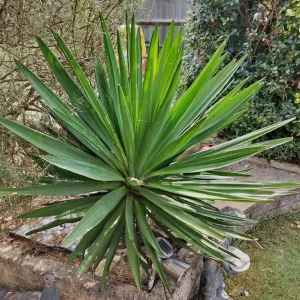 Evergreen plants Spanish Yucca and 2 ivy plants in pot