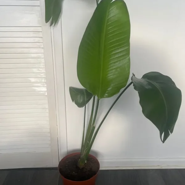 white birds of paradise