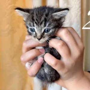 Mixed ragdoll kittens - Image 2