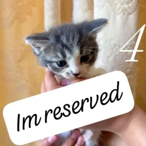 Mixed ragdoll kittens - Image 4