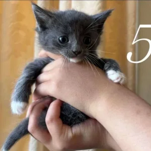 Mixed ragdoll kittens - Image 5