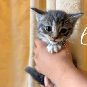 Mixed ragdoll kittens - Image 6