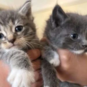 Mixed ragdoll kittens - Image 7